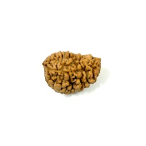 1 Mukhi Moon Shape Rudraksha