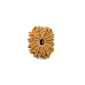 12 Mukhi Nepali Rudraksha