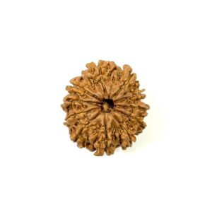 11 Mukhi Nepali Rudraksha