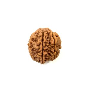 7 Mukhi Ganesha Nepali Rudraksha