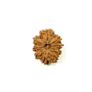 9 Mukhi Nepali Rudraksha
