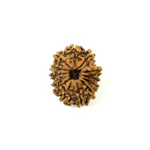 13 Mukhi Nepali Rudraksha
