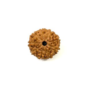 9 Mukhi Indonesian Rudraksha