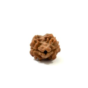 2 Mukhi Nepali Rudraksha