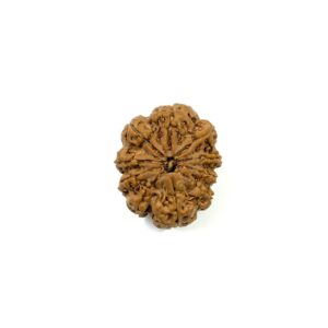 10 Mukhi Nepali Rudraksha