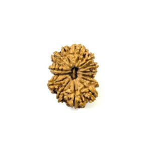14 Mukhi Antique Nepali Rudraksha