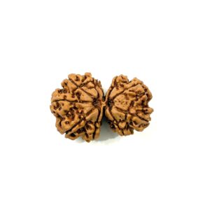 Gauri Shankar Nepali Rudraksha