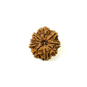 8 Mukhi Collector Nepali Rudraksha