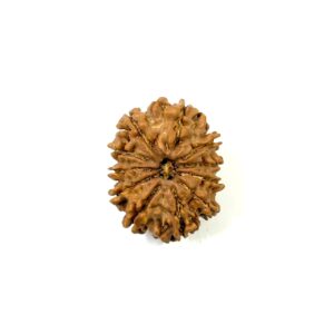 11 Mukhi Nepali Rudraksha