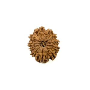 11 Mukhi Nepali Rudraksha