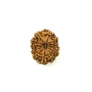12 Mukhi Nepali Rudraksha