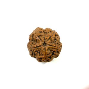 5 Mukhi Antique Nepali Rudraksha