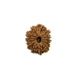 13 Mukhi Nepali Rudraksha
