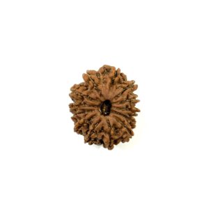 13 Mukhi Nepali Rudraksha