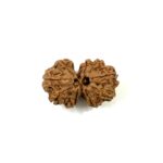 Gauri Shankar Nepali Rudraksha