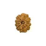 10 Mukhi Nepali Rudraksha