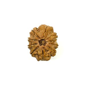 10 Mukhi Nepali Rudraksha