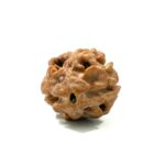2 Mukhi Nepali Rudraksha