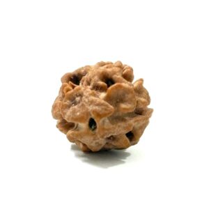 2 Mukhi Nepali Rudraksha