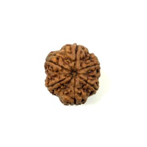 6 Mukhi Collector Nepali Rudraksha