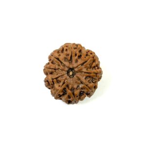 9 Mukhi Nepali Rudraksha