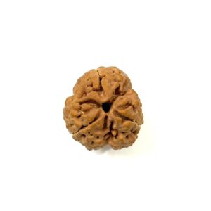 3 Mukhi Collector Nepali Rudraksha