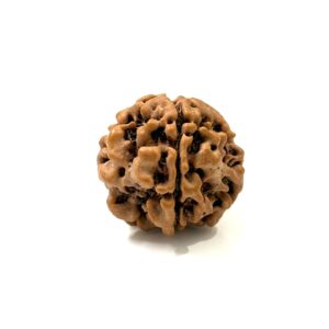 1 Mukhi Underdeveloped Nepali Rudraksha