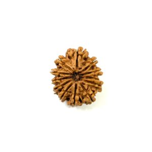 12 Mukhi Nepali Rudraksha