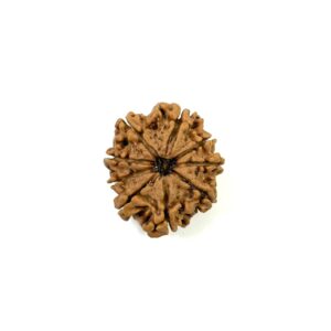 9 Mukhi Nepali Rudraksha