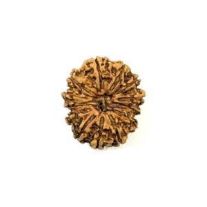 13 Mukhi Nepali Rudraksha