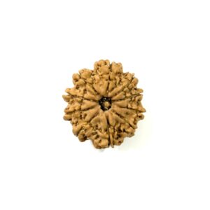10 Mukhi Nepali Rudraksha