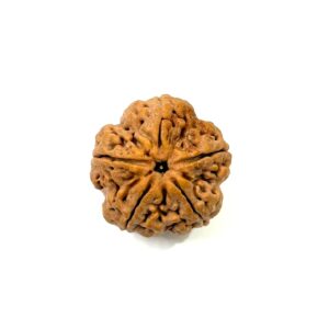 5 Mukhi Collector Nepali Rudraksha