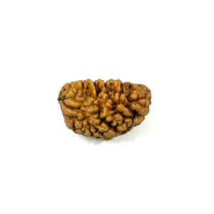 1 Mukhi Moon Shape Rudraksha