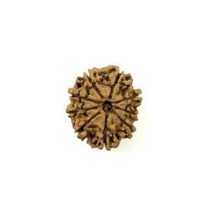 9 Mukhi Full Seeds Nepali Rudraksha