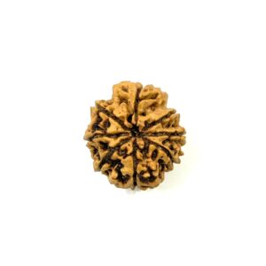 8 Mukhi Nepali Rudraksha