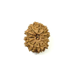 11 Mukhi Nepali Rudraksha