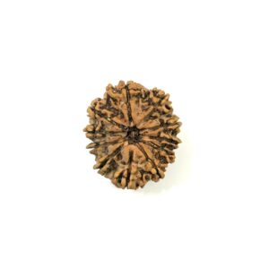 11 Mukhi Nepali Rudraksha