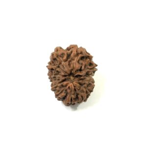 14 Mukhi Indonesian Rudraksha
