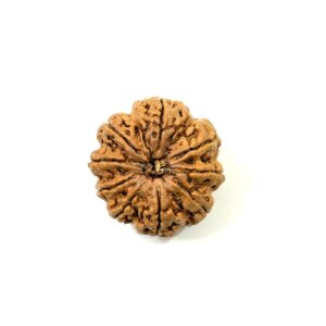 9 Mukhi Nepali Rudraksha