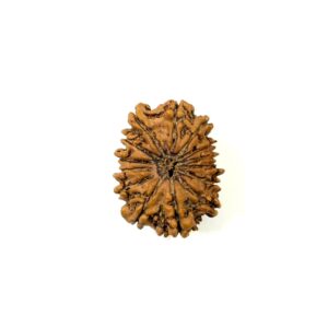 14 Mukhi Nepali Rudraksha