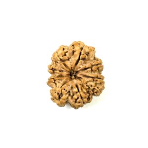 8 Mukhi Collector Nepali Rudraksha