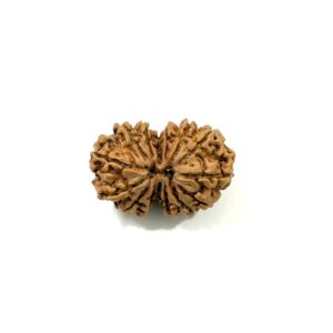 14 Mukhi Gauri Shankar Nepali Rudraksha