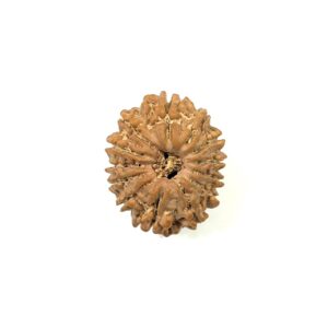 13 Mukhi Nepali Rudraksha