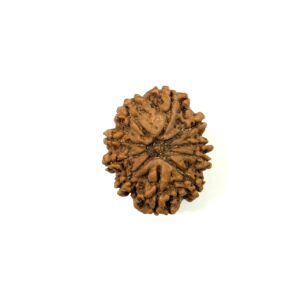 10 Mukhi Collector Nepali Rudraksha