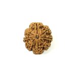 8 Mukhi Collector Nepali Rudraksha