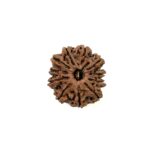11 Mukhi Collector Nepali Rudraksha