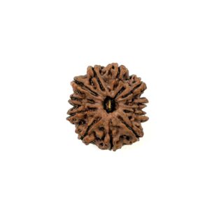 11 Mukhi Collector Nepali Rudraksha