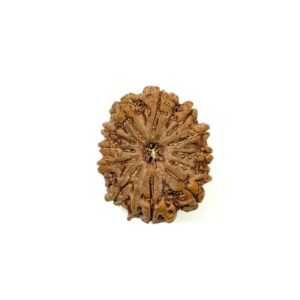 12 Mukhi Collector Nepali Rudraksha